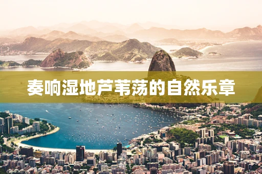 奏响湿地芦苇荡的自然乐章