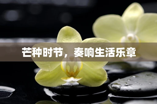 芒种时节，奏响生活乐章