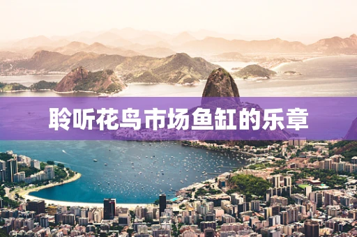 聆听花鸟市场鱼缸的乐章