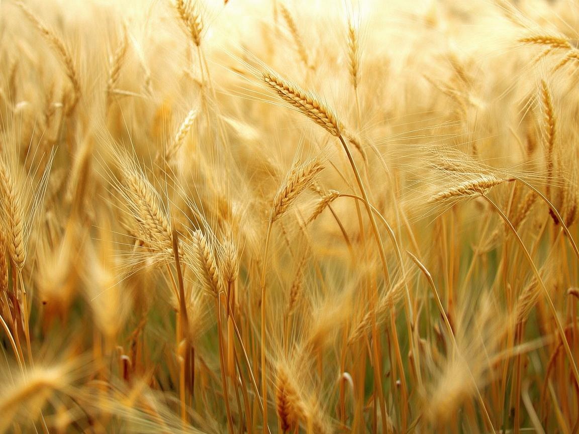 奏响黍子的生命乐章